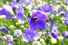 산행기 - 청계산 (원터골 ~ 옛골)
