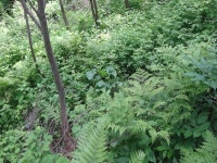 산행기 - 밀림 오지 숲속 넓덕동산1237m 부항산(缶項山)1285.6m 매바우산(鷹岩山)1,102.9m