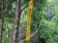 산행기 - 밀림 오지 숲속 넓덕동산1237m 부항산(缶項山)1285.6m 매바우산(鷹岩山)1,102.9m