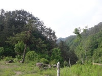 산행기 - 밀림 오지 숲속 넓덕동산1237m 부항산(缶項山)1285.6m 매바우산(鷹岩山)1,102.9m