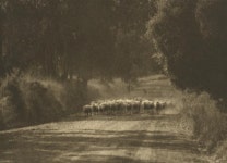 No title (Flock of sheep on country road) | John Bertram EATON | NGV | View Work
