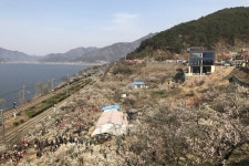 2017. 03. 12 동읍 - 원동 순매원 왕복 후기 - New Dossa - 2017. 03. 12 동읍 - 원동 순매원 왕복 후기