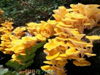 [BAND] 백두대간 심마니  산약초