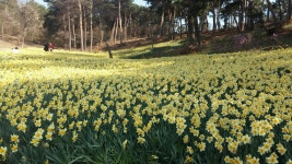 파랑새 블루멤버스 | 밴드 2017.4.15토 친구들과 함께한 서산여행 유기방 가옥의 수많은 수선화 문수사 입구의 분홍 벗꽃길 해미 읍성 평화로운... 