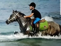 홀스트레킹승마클럽 | 밴드