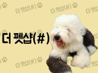 애견상식 정보공유 & 뉴스 더펫샵 | 밴드