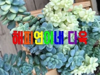 다육 해피연이네다육 | 밴드