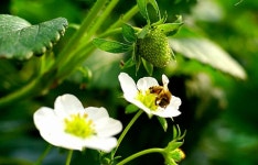 시설딸기 적정기술 공부방 | 밴드    오늘도 이어서 액화방 개화기부터 발생이 많은 불수정과 및 기형과 발생 원인 및 대책에 대해 올립니다.... 