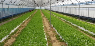 글로바이오(신 한방농법)연구회 | 밴드 오늘 저희 상추(3/20정식)가 최고가 나왔네요. 아마 전국 최고가 인거 같습니다. 직원을 쓰다보니 상품... 