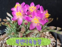 북면다육농장 | 밴드