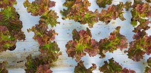 글로바이오(신 한방농법)연구회 | 밴드 7월26일날 정식한 포찹(선풍골드) 오늘 첫 수확 합니다. 상추밭이 붋바다가 되었네요.  