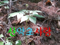 산약초사랑 | 밴드