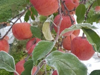 명품사과,  청송약수 꿀사과 농장 | 밴드