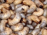 굼벵이농장 | 밴드