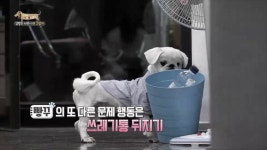 BAND Page 이물 대신 간식 줄 때 보상으로 여기지 않도록 유의하세요~ #빵꾸 #세상에나쁜개는없다 #세상_최고_업무_방해견_빵구 #이식증 #훈육 