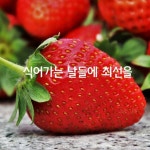 농산물직거래장터,핫딜,주방용품,여자,쇼핑,주부,생활용품,먹거리,과일,약초,해산물,수산물쇼핑 | 밴드 화는 마른 솔잎처럼 조용히 태우고... 