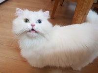 집사의 다락방 Ver Ⅱ (고양이 키우는 사람들) | 밴드