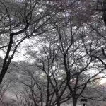 마로다연 | 밴드 스님 , 이 좋은 봄 날 뭐하세요.? 전화가왔다. 나 법당에 앉아 앞 마당 꽃구경 하고 있어요. 그래도 그렇지 서울 사람도 꽃구경... 