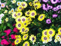 아틀리에아쿠아 (베타.구피.안시.부세.나나.활착품판매) | 밴드