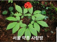 서울 약초 사랑방~ | 밴드