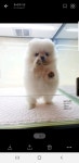 강아지 분양 [강사모 : 애견천국,강아지분양,무료분양,애견분양] | 밴드 #해피애견타운강동점   #이쁜아가들  #분양  #alwaysHappy... 
