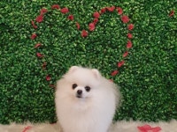 ❤부산 애견 사랑❤ | 밴드