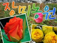 장미농원 | 밴드