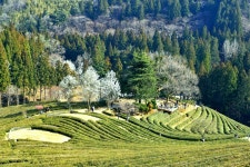 우울증톡톡 자연치유스토리 | 밴드 #도도지니의 희망편지 #J1574 이른 아침 눈을 떴을때 안녕! 톡톡~이는 피로사회 - 자아의 몸 이 전해준 낮은... 