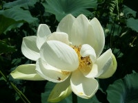 위양지농원(펜션 체험 엠티 수련회 워크숍) | 밴드