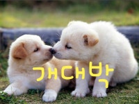 70 개띠 개대박 | 밴드