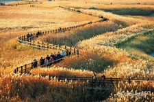 ‘제20회 순천만 갈대축제’ 내달 2일부터 4일까지 개최  - 아시아경제 ‘제20회 순천만 갈대축제’ 내달 2일부터 4일까지 개최 