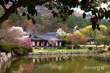 네이버 검색 결과 사진 2