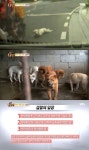 홈>연예/스포츠>연예스타동물농장 백구, 오토바이에 끌려가 도축... A양이…대반전김현중, 여자친구 2개월간 폭행한 진짜 이유내 눈을... 