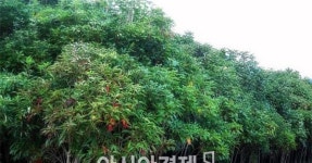 완도에서 황칠나무 무단 훼손 하지 마세요 - 아시아경제 완도에서 황칠나무 무단 훼손 하지 마세요