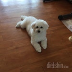 커뮤니티 - 자유게시판 - 우리집 강아지 몽그루를 소개합니다 - 다이어트신 다이어트신 - 다신 살찌지 말자