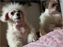 카큐 - [일반]어느댁  아버님의   셀프미용  참사 카큐 디아블로2 디아블로3