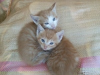 카큐 - [일반]직접찍은 이쁜냥이 사진 카큐 디아블로2 디아블로3