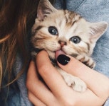 so cute ❤️ | love, cute 그리고 cat