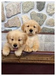 We Heart It | dog, pet, and puppy We Heart It | 나만의 소중한 갤러리를 위해 아름다운 이미지를 매일 발견해보세요