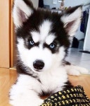 cute, adorable 그리고 dog 이미지 on We Heart It WHI | 나만의 소중한 갤러리를 위해 아름다운 이미지를 매일 발견해보세요