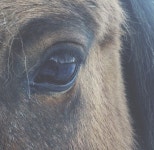 ❁Samantha❁님의 animals, eye, and trust | We Heart It We Heart It | 나만의 소중한 갤러리를 위해 아름다운 이미지를 매일... 