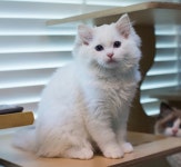 와이고수 - 8월20일날 분양받아올 냥이 8월20일날 분양받아올 냥이