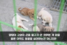 와이고수 - 동물 보호소에 다녀왔어여  동물 보호소에 다녀왔어여 