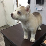 와이고수 - [요미독] 송파강아지분양 계획중인 분들 봐주세여~~!! [요미독] 송파강아지분양 계획중인 분들 봐주세여~~!!