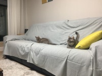 디자인 패브릭 전문브랜드 데코뷰 가죽을 증오하는 패브릭 성애묘들을 위해~ 잘어울리나요? ㅎㅎ사용후기 - 주식회사 데코뷰