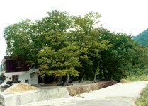 파일:사천연천숲.jpg - HeritageWiki