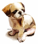 [Dog story]서태후가 사랑한 ‘시츄’ : 2016년 제20회 국회의원 선거