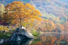 롯데관광::명품여행 [경북시티투어] 오색가을! 주왕산 + 죽도어시장 2일 