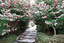 롯데관광::명품여행 제주의 자연을 담은 동양 최대 동백수목원  [카멜리아힐]