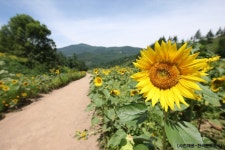 롯데관광::명품여행 [7~8월축제]  산소의 도시! 태백 해바라기축제 당일